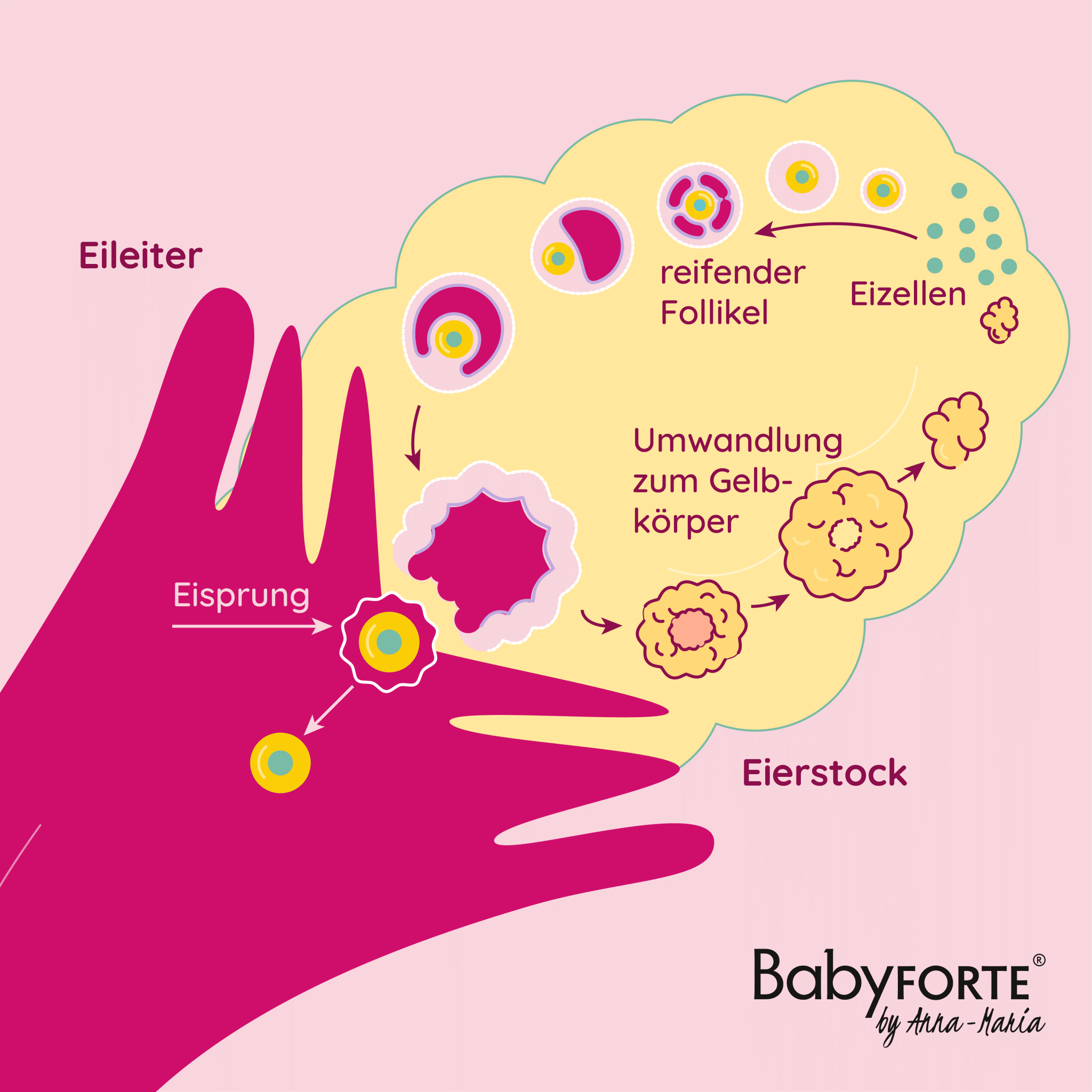 Vom Follikel zum Gelbkörper