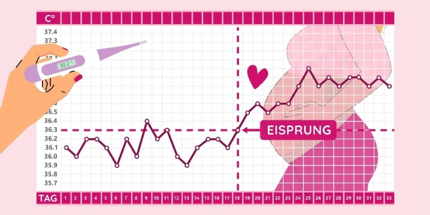 Basaltemperaturkurve mit Thermometer und schwangerer Frau